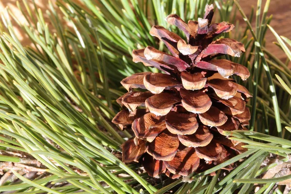 Macro de um cone de pinheiro seco com agulhas de pinheiro — Fotografia de Stock