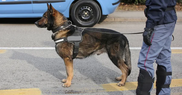 Trained police dog during surveillance along the streets of the — Stock Photo, Image