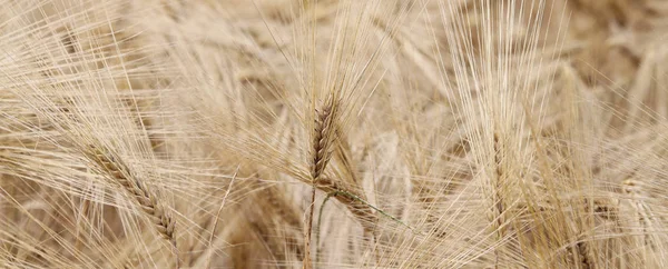 Gele tarwe oren in het veld gekweekt — Stockfoto