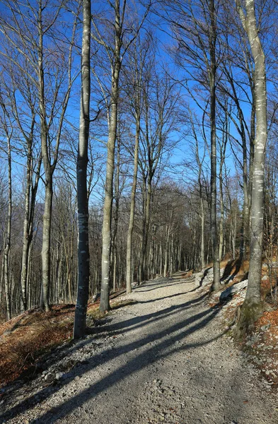 Camino ancho en el bosque en invierno con los árboles — Foto de Stock