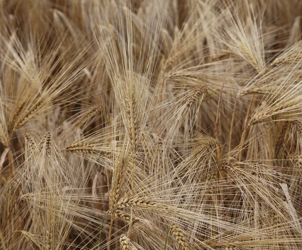 Фон спелых колосьев пшеницы, выращенных в поле — стоковое фото