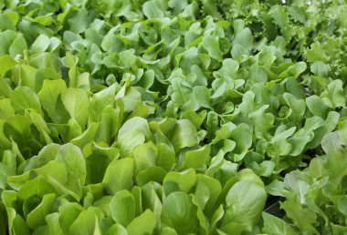 Haşere kullanmadan yeşil satışı için ihale taze marul yaprakları