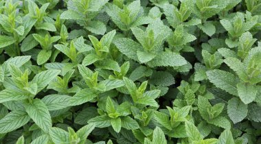 nane yaprakları Satılık bakkal.