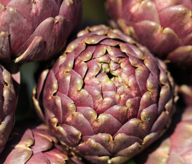 taze organik grubundan hasat enginar