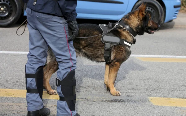 Perro policía mientras patrulla las calles de la ciudad para prevenir los terroristas — Foto de Stock