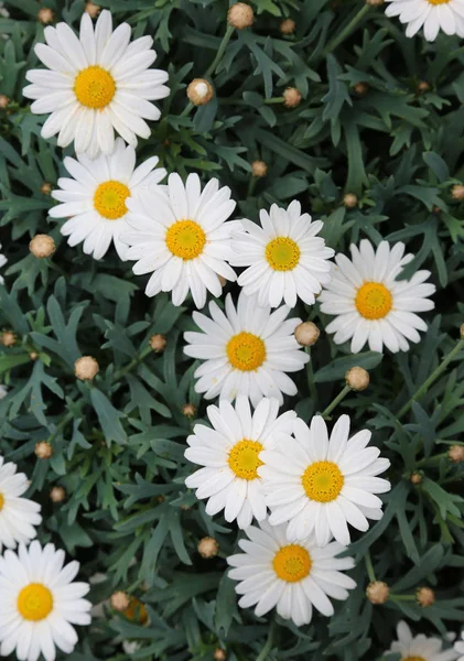 Witte madeliefjes bloeide in het voorjaar met groene bladeren — Stockfoto