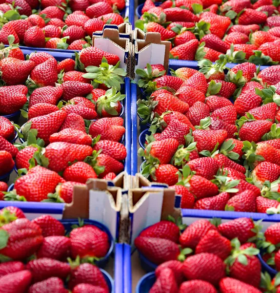 Caixas de morangos vermelhos maduros para venda em uma fruta e verdura — Fotografia de Stock