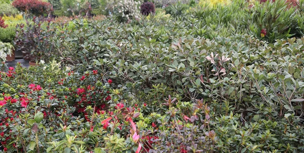 Plantas al aire libre en venta en el invernadero — Foto de Stock