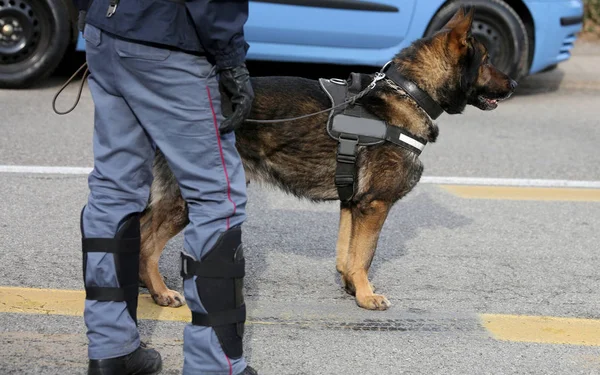 Police dog while patrolling the city streets to prevent terroris — Stock Photo, Image