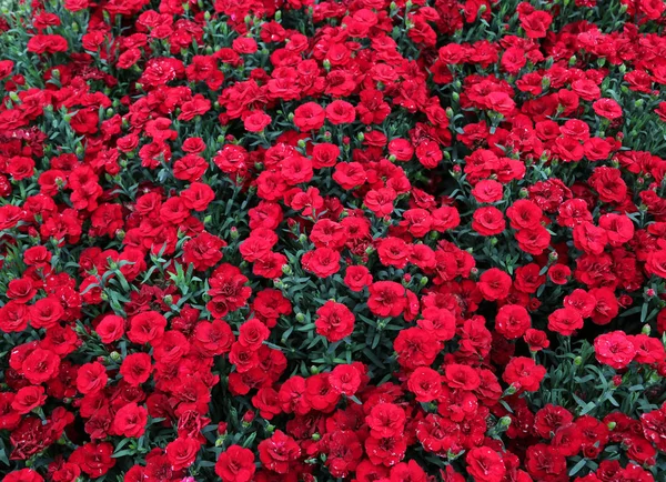 온실에서 봄에서 빨간 카네이션 꽃 — 스톡 사진