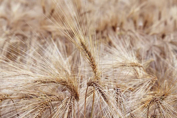 Úžasné pozadí zralého obilí uši v obdělávané pole v — Stock fotografie