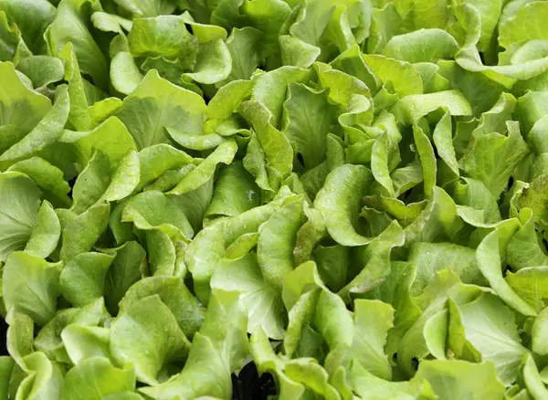 Gröna blad av anbud färsk sallat till salu utan att använda pest — Stockfoto