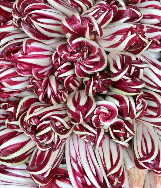 Treviso geç mor radicchio çeşitli — Stok fotoğraf