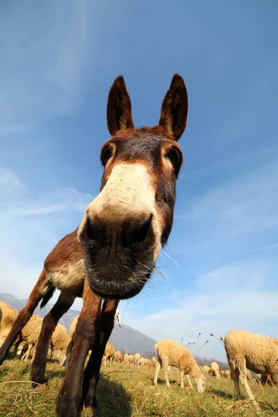 Young donkey with the flock of sheep — Stock Photo, Image