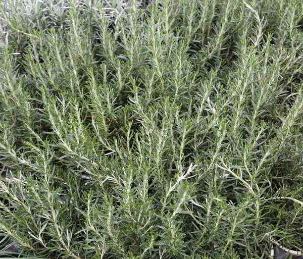 Foglie di rosmarino in vendita nel negozio di alimentari . — Foto Stock