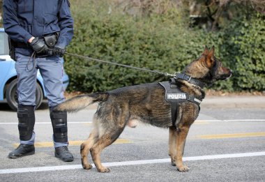 Şehrin sokaklarında devriye sırasında Alman çoban polis köpeği