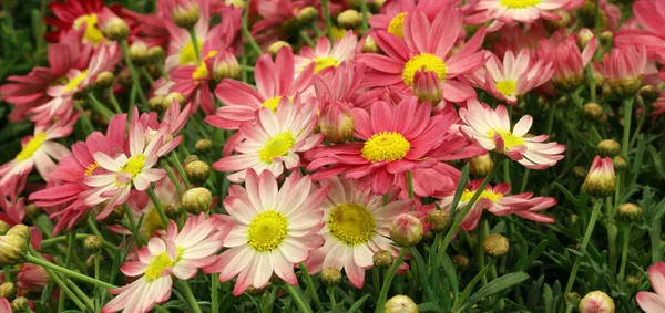 Margaridas roxas grandes com grandes pétalas floresceu na primavera — Fotografia de Stock