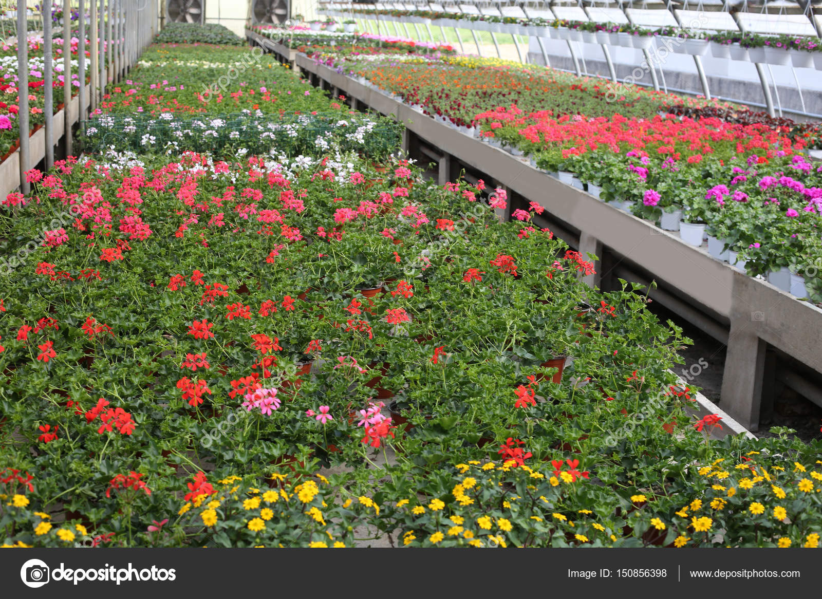 Vases of geranium flowers for sale inside a big greenhouse — Stock