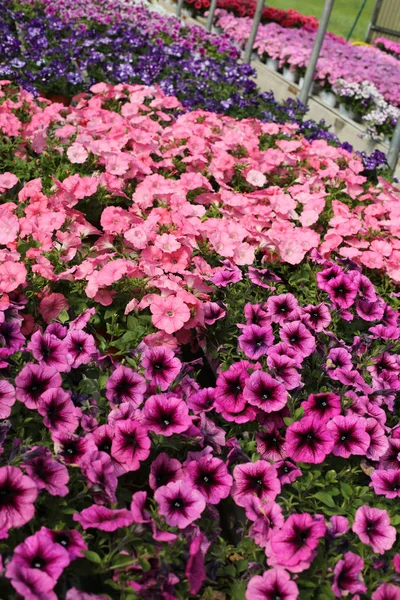 Milieux de nombreuses fleurs de pétunia au printemps — Photo