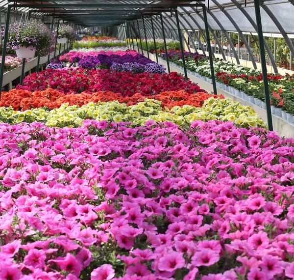 Flowers petunia plants for sale in the nursery in the spring — Stock Photo, Image