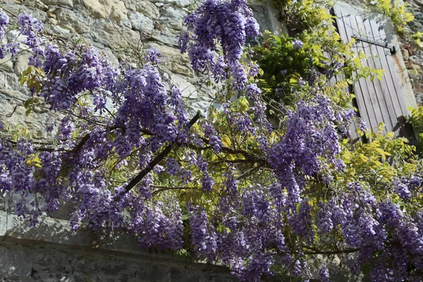 Planta de glicina exuberante en primavera en la pared de la casa vieja —  Fotos de Stock