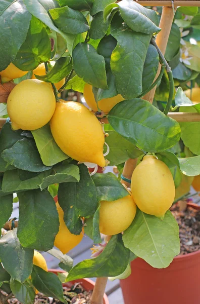 Много желтых лимонов на дереве — стоковое фото