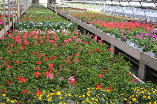 Vaser av geranium blommor för försäljning inuti ett stort växthus — Stockfoto