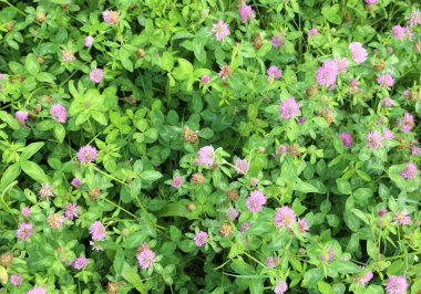 Belki de arada sırada orada nerede bir şanslı yonca çiçek