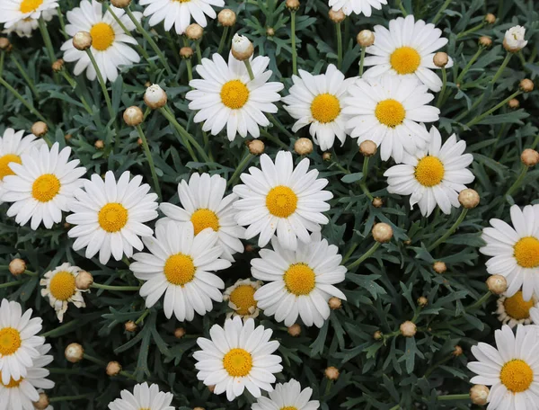 Sfondo di grandi margherite bianche fiorite in primavera — Foto Stock