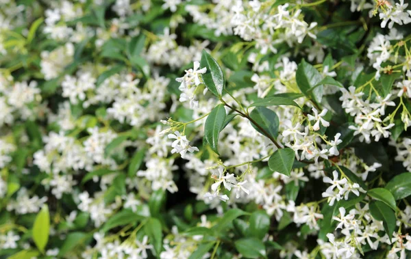 Background of jasmine flowers — Stock Photo, Image