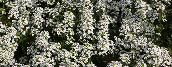 Tło z małych kwiatów lobularia Maritima — Zdjęcie stockowe