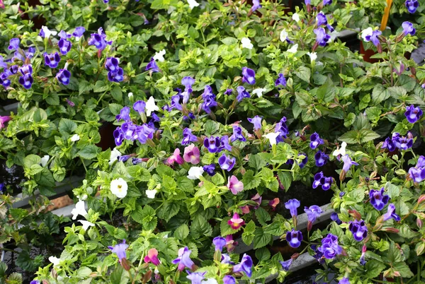 Hintergrund der Torenia-Blumen — Stockfoto