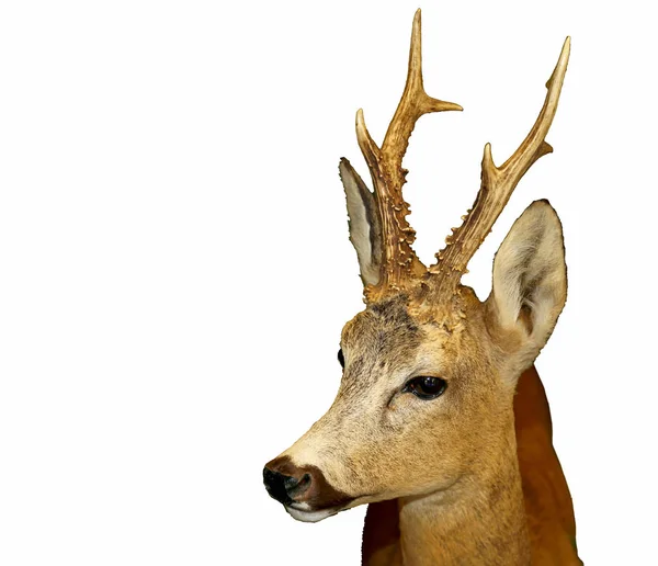 Deer with horns and a brown fur and white background — Stock Photo, Image