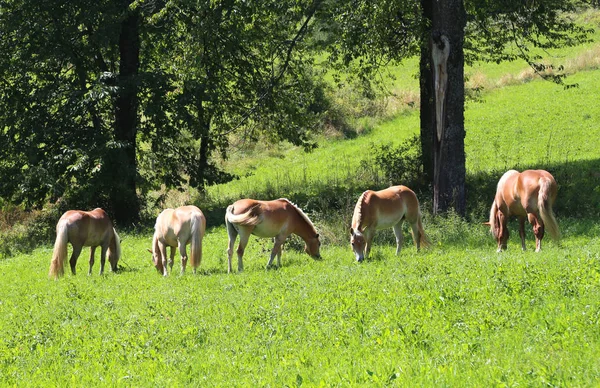 Cinco caballos pastando en el prado verde —  Fotos de Stock