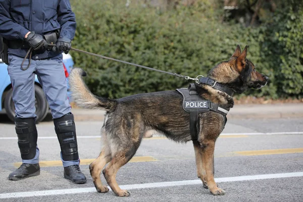 German shepherd police dog while patrolling the city streets — Stock Photo, Image