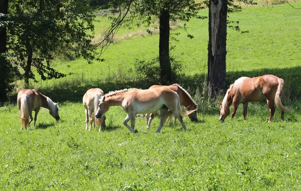 Grupo de caballos en estado salvaje pastan en el prado en el mou —  Fotos de Stock