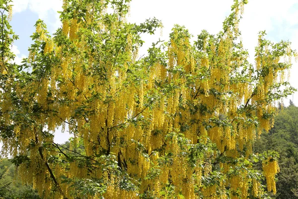 Laburnum árbol también llamado cadena de oro o lluvia dorada —  Fotos de Stock