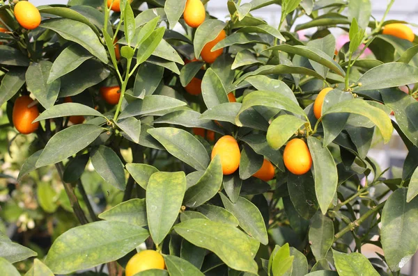 Много апельсиновых фруктов кумквата — стоковое фото