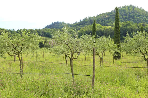 Olivträd som planterats i sommar — Stockfoto