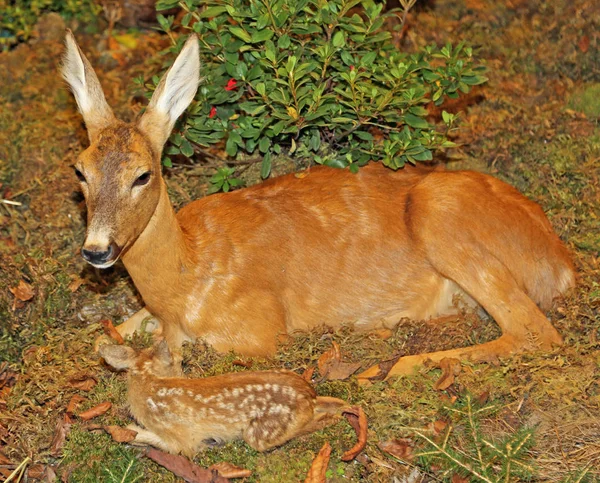 Múmia corça cervo com o filhote de cachorro com cabelo castanho na frente — Fotografia de Stock