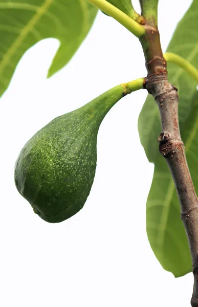 Frutto di fico verde maturo con foglie sull'albero su sfondo bianco — Foto Stock