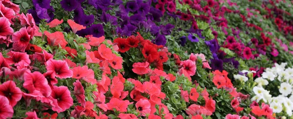 온실에 있는 판매를 위한 빨강과 다 색 피튜니아 꽃 — 스톡 사진
