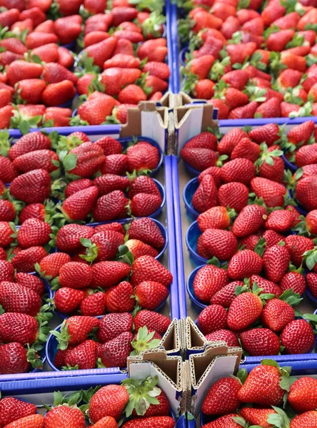 Morangos vermelhos maduros para venda em uma loja de frutas e vegetais — Fotografia de Stock