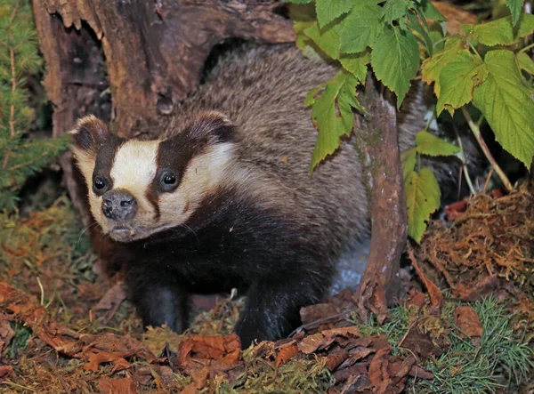 Stinktier oder Iltis im Herbst im Wald — Stockfoto