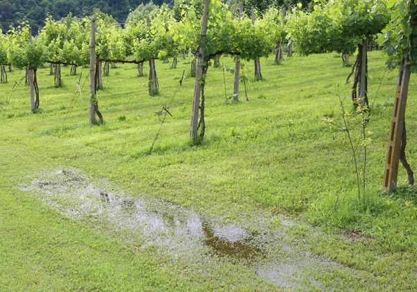 Wet soil after the thunderstorm in the vineyard — Stock Photo, Image