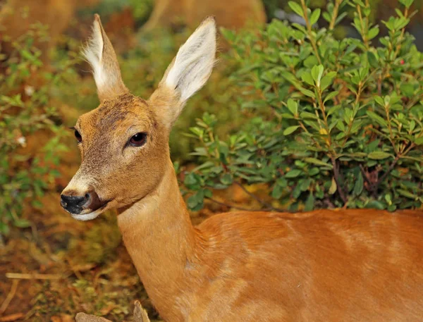 Jovem Roebuck com pele marrom no outono — Fotografia de Stock