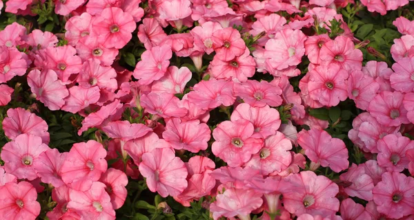 Background of pink  petunia — Stock Photo, Image
