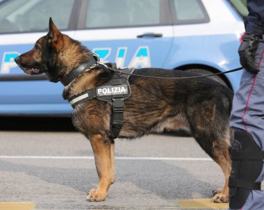 Önce şehrin sokaklarında devriye sırasında İtalyan polis köpeği 