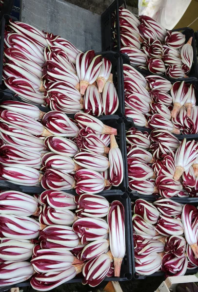 Caixas cheias de colheita radicchio do Vale do Pó na Itália — Fotografia de Stock