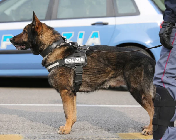 Italské policejní pes zároveň ulice před — Stock fotografie
